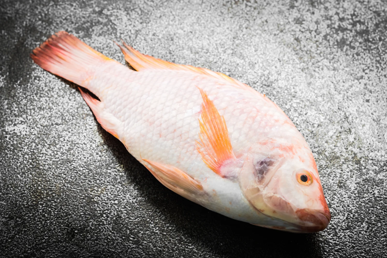 Fish & sea food